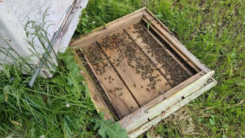 В Ряжском округе после обработки полей массово погибли пчёлы