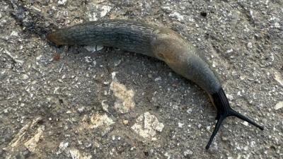 Жителей Чучково поразило нашествие слизней