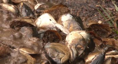 Свалку рыбных отходов в Московском районе Рязани ликвидировали