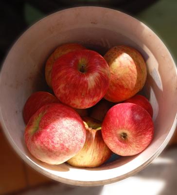 Рязанские яблоки признали безопасными