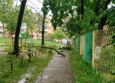 Глава Рязанского СКР назвал возможные причины гибели женщины от упавшей ветки
