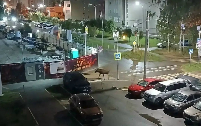 Фото: паблик «Рязанский формат» в соцсети «Вконтакте»