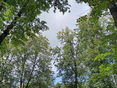 Рязанцев ожидают дождь и гроза