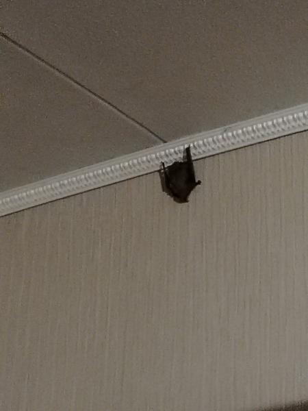 В Рязани волонтёры поймали залетевшую в квартиру летучую мышь