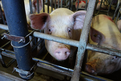 В Рязанской области регистрируют всё больше случаев свиного гриппа