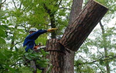 Летом в Рязани спилят более 600 деревьев