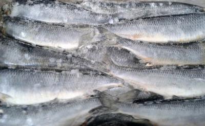 В январе в Рязанскую область завезли более 500 тонн рыбы