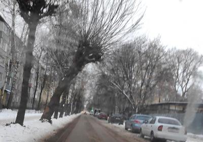 Для сноса аварийного дерева на улице Шевченко граждан просят убрать машины