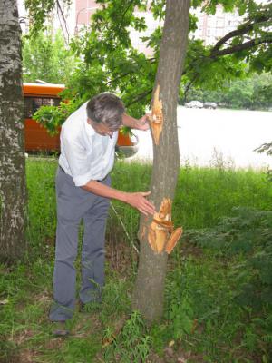 Волонтёры ЭРА обработают раны деревьев на улице Шереметьевской