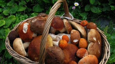 МЧС назвало самый опасный для грибников район Рязанщины