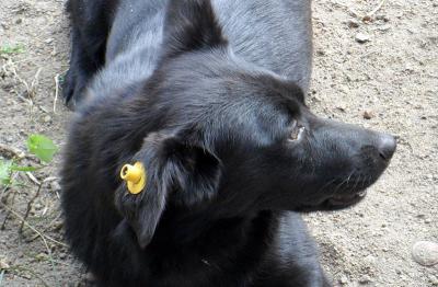 Предложение рязанских депутатов о маркировке животных дошло до Госдумы