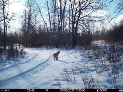 В Окском заповеднике сфотографировали красавицу-рысь