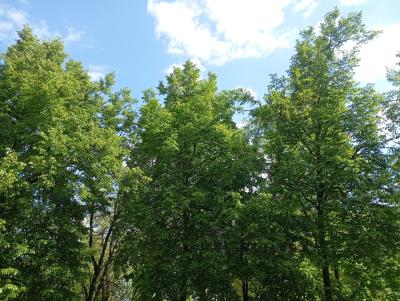 Рязанцам пообещали 26 градусов тепла