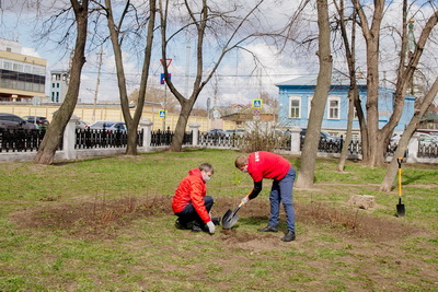 МТС посадила в Рязани легендарный волгоградский «Тополь Победы», переживший войну