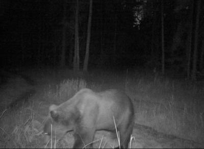 В Окском заповеднике снова повстречался медведь