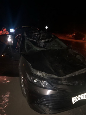 При столкновении с лосем в Рязанском районе погиб пассажир иномарки