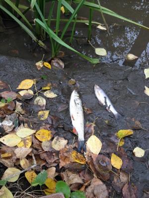 Причиной гибели рыбы в Лыбеди могло послужить нарушение температурного режима водного объекта