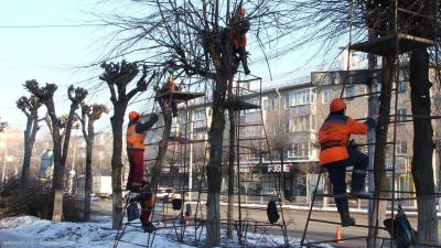 Рязанские экологи рассказали о вреде радикального кронирования деревьев