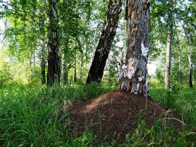 Касимовского тракториста оштрафуют за повреждение муравейника в лесу