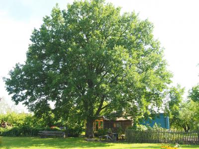 Монастырский дуб в Сараевском районе внесли в реестр старовозрастных деревьев страны
