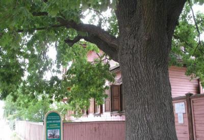 Рязанские дубы попали в Национальный реестр старовозрастных деревьев