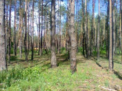 За нарушение договора рязанский арендатор лесного участка заплатит более 200 тысяч рублей