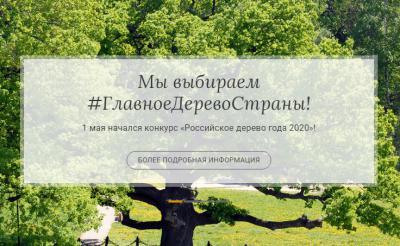 Рязанцам предлагают выбрать Российского дерева 2020 года