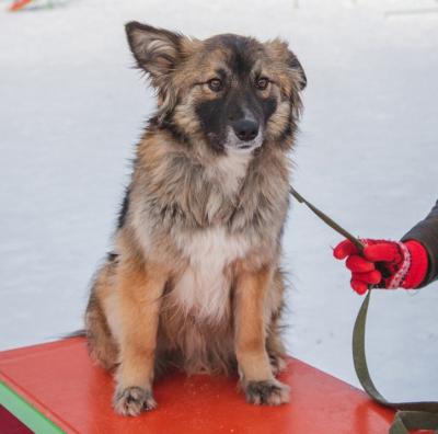 Пять сбежавших из рязанского приюта собак остаются на свободе