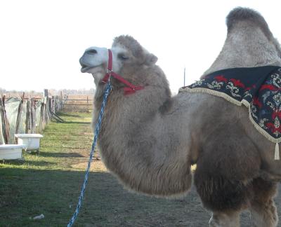 Под Рязанью на ферме «Оленево» верблюд укусил девочку за голову