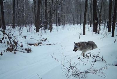 В Окском заповеднике выросла численность волка, кабана и горностая