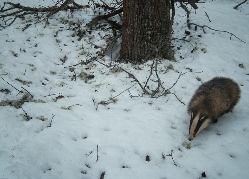 Фото: группа «Окский государственный природный заповедник» в соцсети «ВКонтакте»