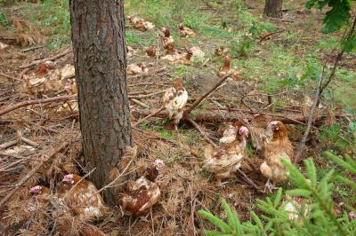 В лесу под Ермишью обнаружено свыше 300 живых и мёртвых кур-несушек