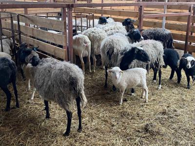 В Скопинском районе размножают породу овечек Дорпер
