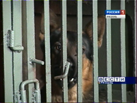 В Рязани отловлена стая собак, терроризировавшая один из микрорайонов