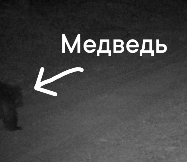 В Окском заповеднике заметили медведя