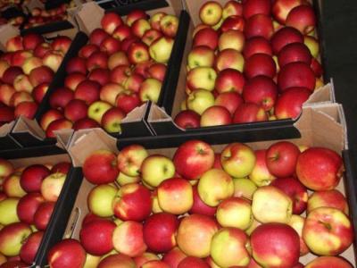Рязанская транспортная прокуратура пресекла ввоз более тонны санкционных яблок