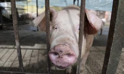 В Рязанскую область запрещён ввоз свиней из Владимирской области