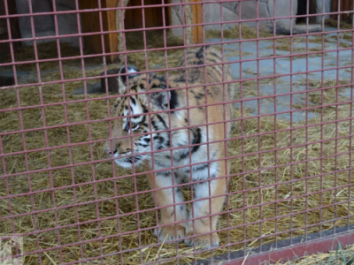Слава о Ряжском зоопарке гремит за пределами области