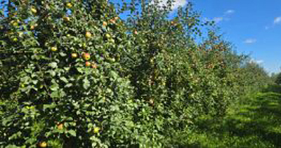 Рязанские яблоки проверят на содержание нитратов