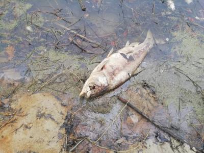 В пруду под Рязанью погибла рыба
