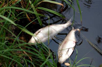 Под Рязанью в реке Пра массово гибнет рыба