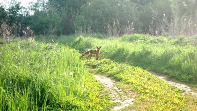 По дворам жителей села Поляны бродят лисы