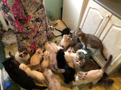 Пожилая рязанка приютила в квартире 30 кошек