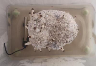 Рязанца уличили в культивировании конопли и галлюциногенных грибов