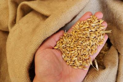 На Рязанщине планируют собрать почти два миллиона тонн зерна