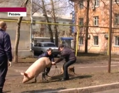 Пойманная в Рязани свинья отходит от стресса в полицейском участке