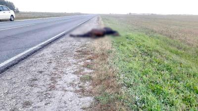 Погибшая в ДТП на трассе близ Новомичуринска лошадь больше суток пролежала на дороге