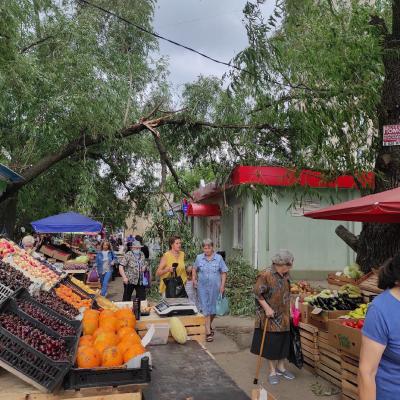 В Рязани на улице Гоголя упавшее дерево нависло над тротуаром