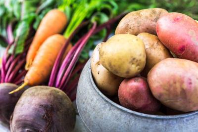 Выращивающие картофель и овощи рязанцы смогут получить господдержку