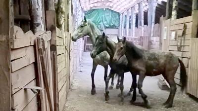 Пронские конезаводчики спасли тамбовских жеребят от участи стать колбасой